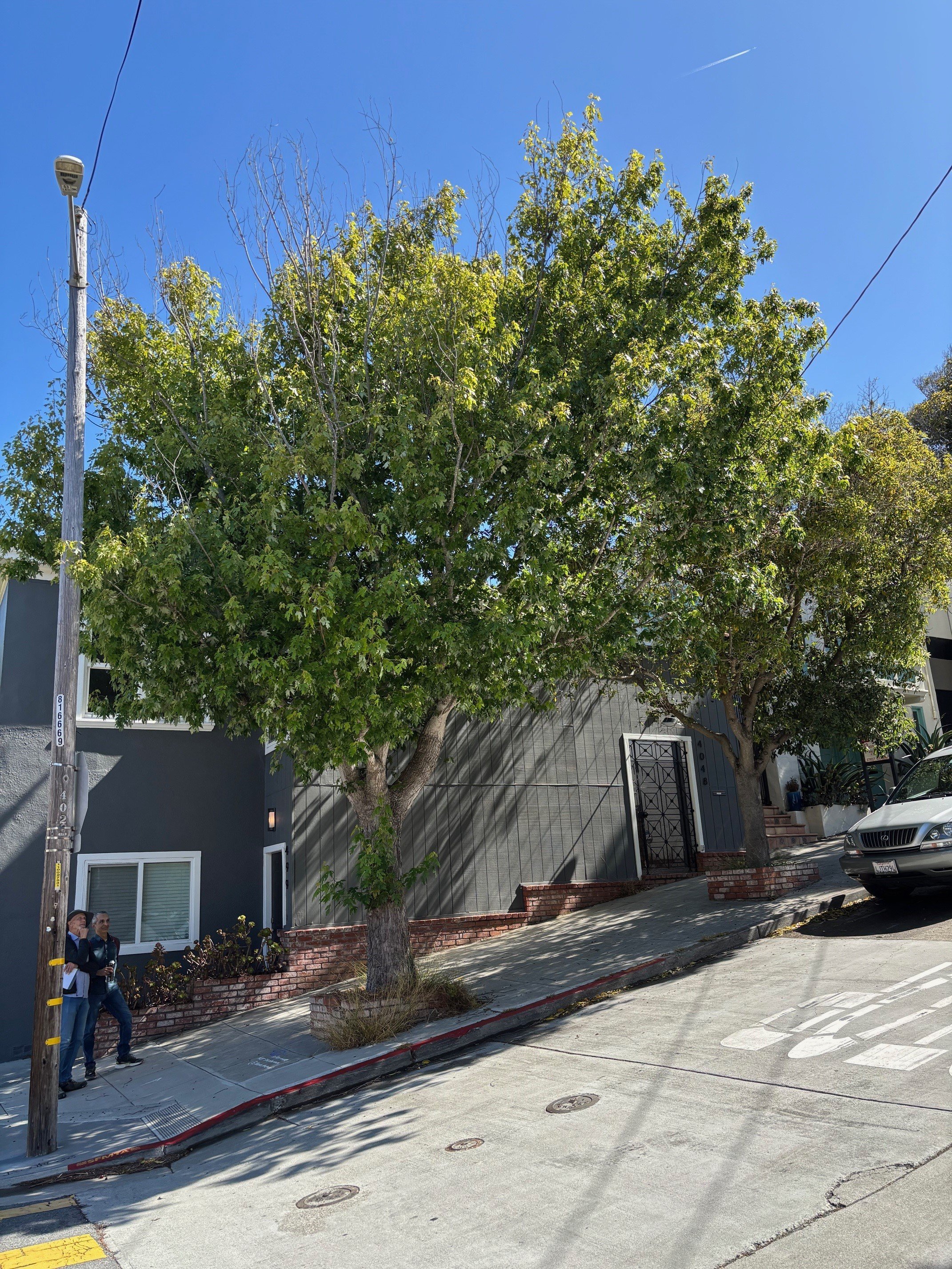 San Francisco Trees